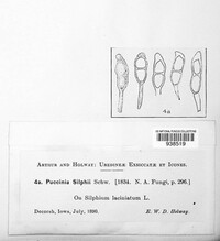 Puccinia silphii image